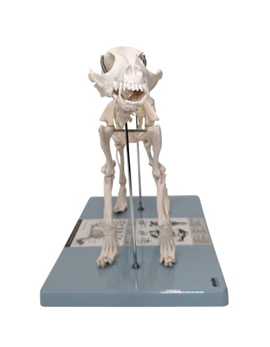 Анатомическая Лабораторен Модел на Скелета на Кучето - Ветеринарна Модел на Скелета на Малко Куче с Фиксиран Сочленением