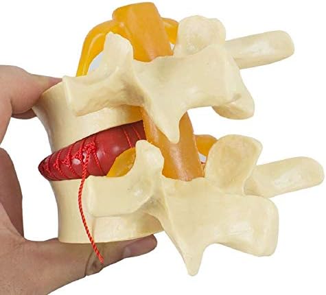 Образователна Модел PSVOD, 11 Анатомията на Човека Скелет на гръбначния Стълб, Херния на Лумбалните диск Обучение Модел на Черепа на Главния Мозък Травматични на Учен?